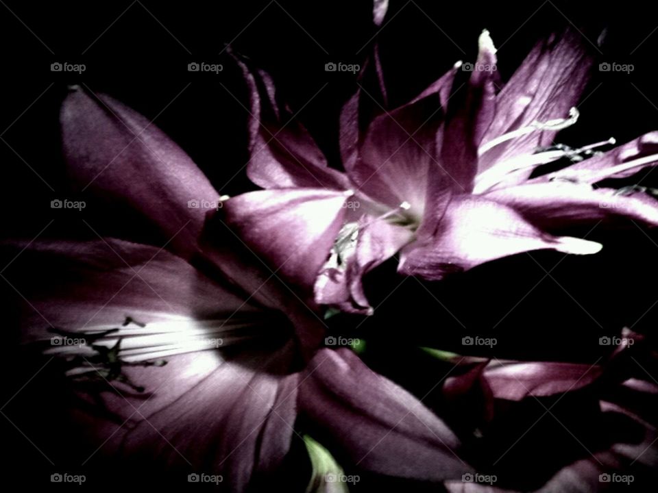 Lillies. garden photos