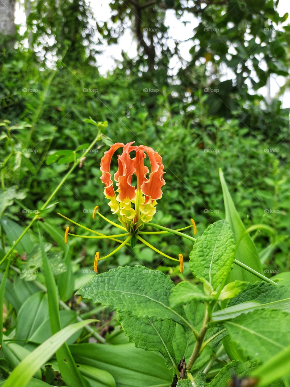 Beautiful in amazing nature