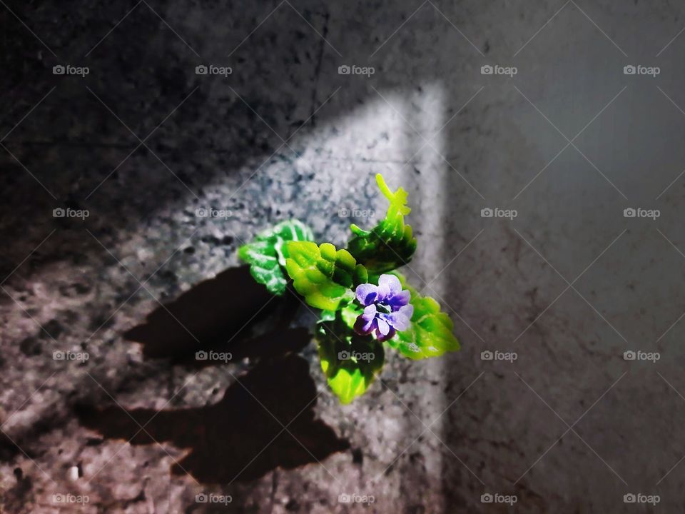 A bright flower in the darkness