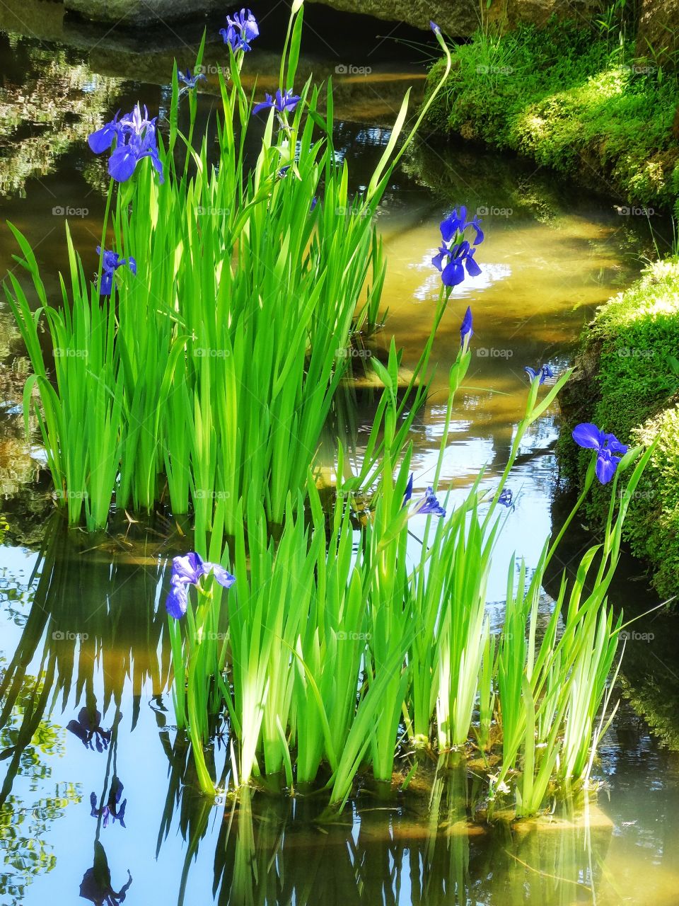 Lillies In A Pond. Wild Blue Lillies Growing Above The Surface Of A Tranquil Pond
