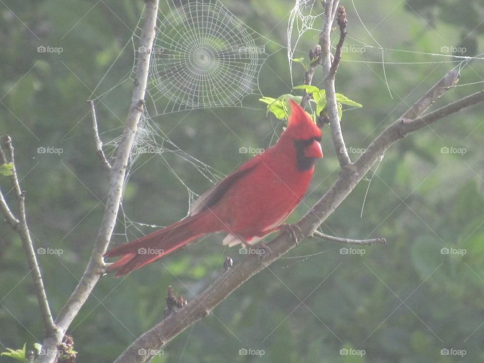 Cardinal and a cob web