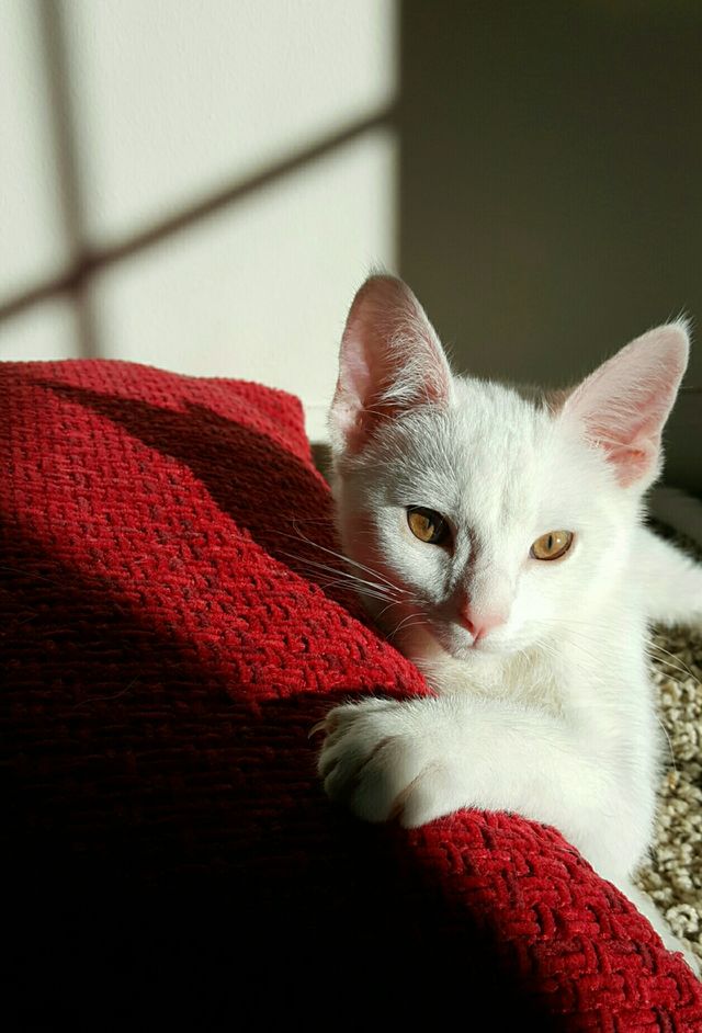 Cute kitten pose!