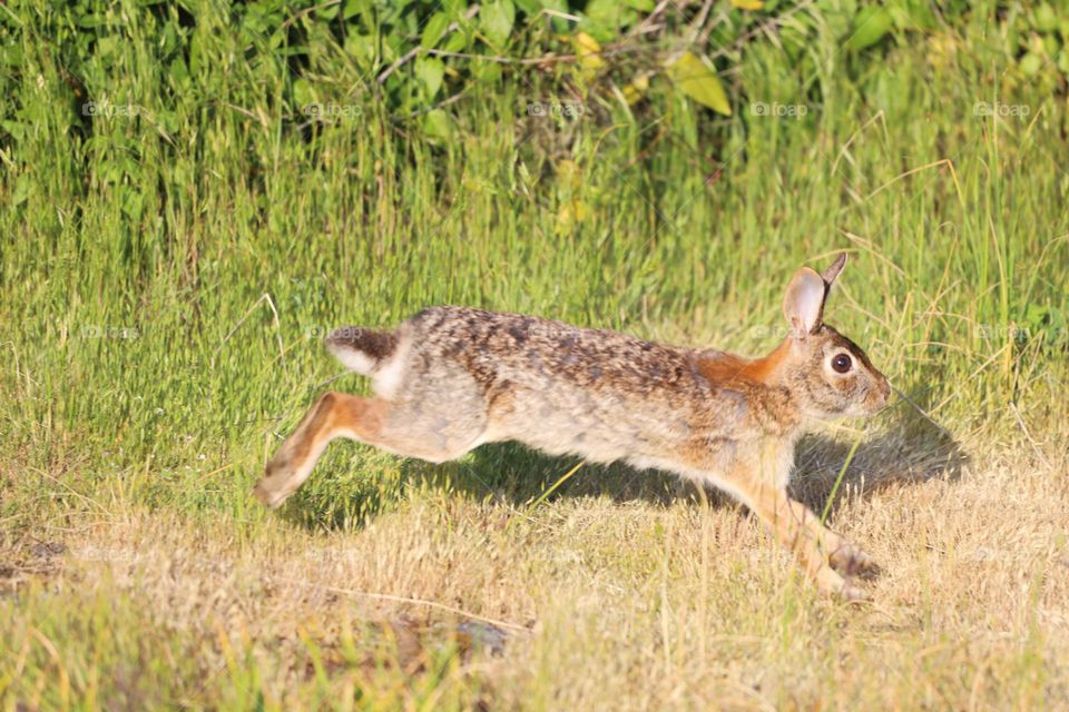 Run bunny, run…