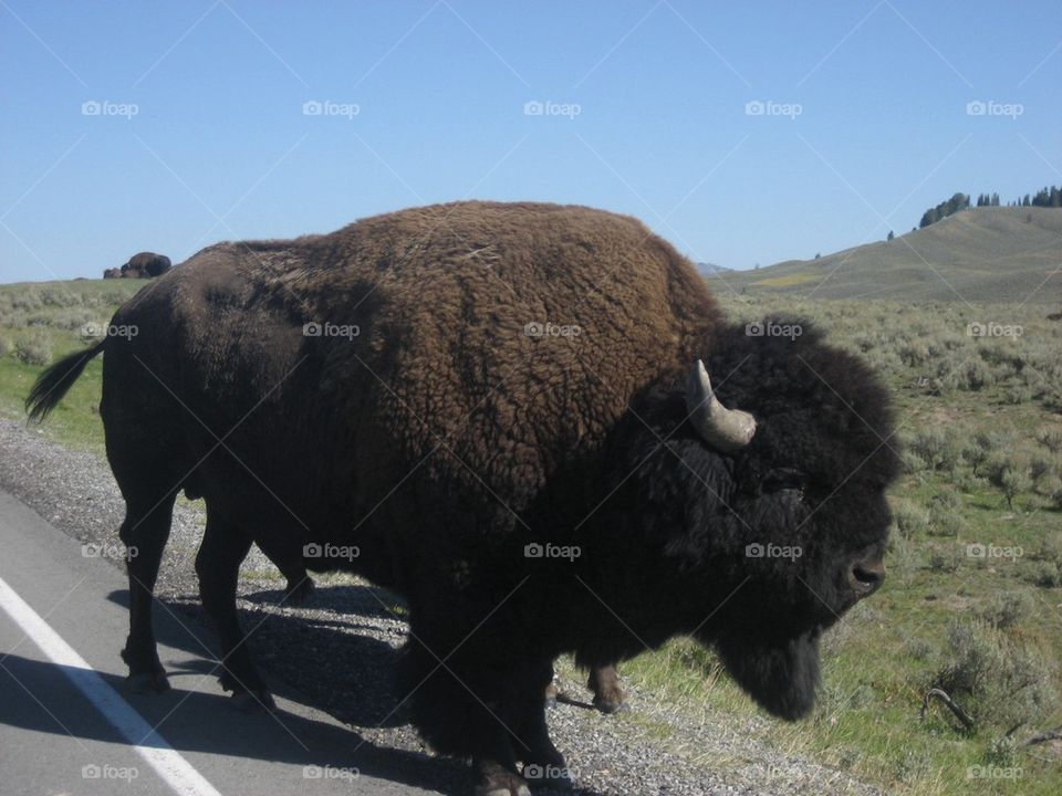 Bison