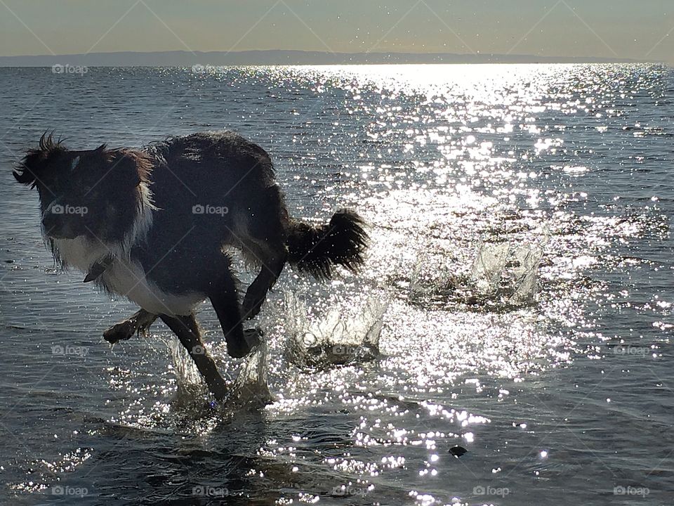 My new puppy...Peter, a year old, sheep dog, first time in ocean and chasing seagulls
