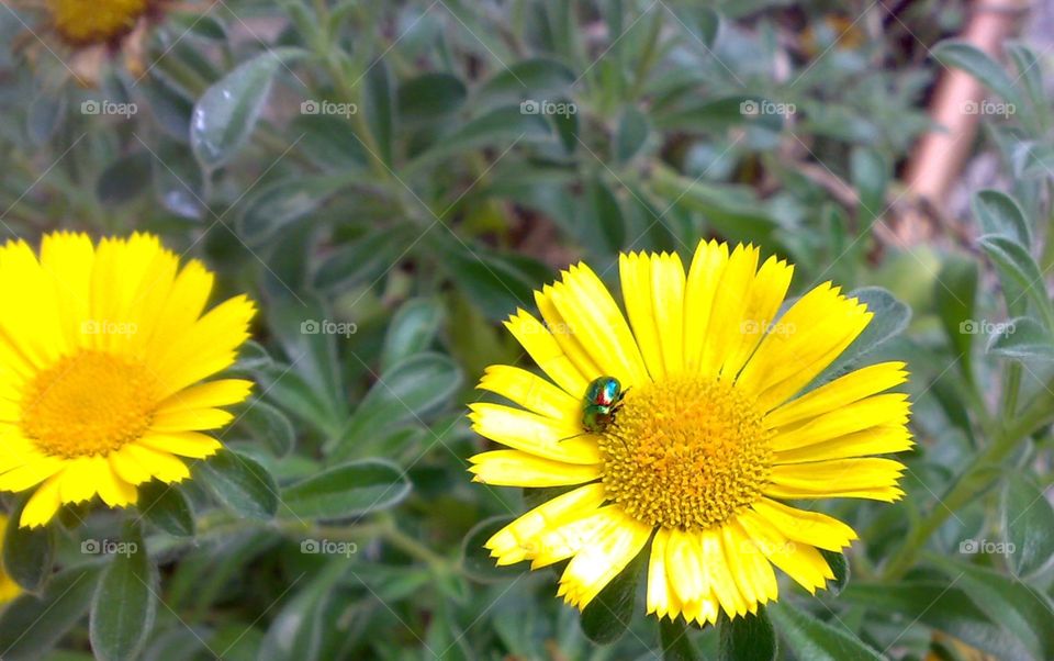 emerald bug on yellow flower