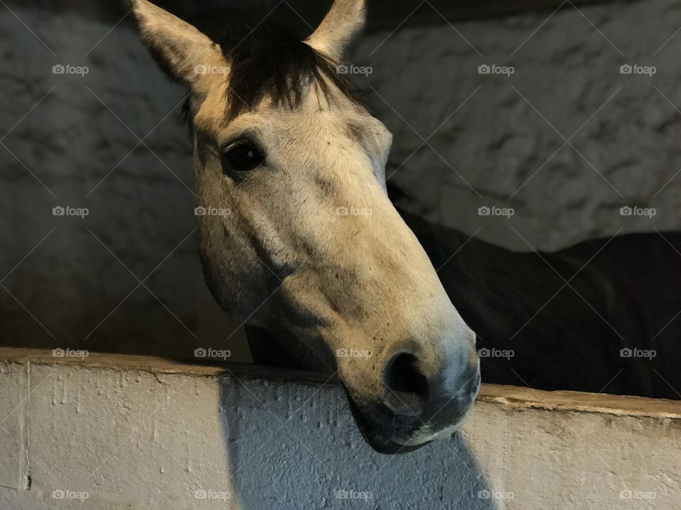 Portrait of horse.