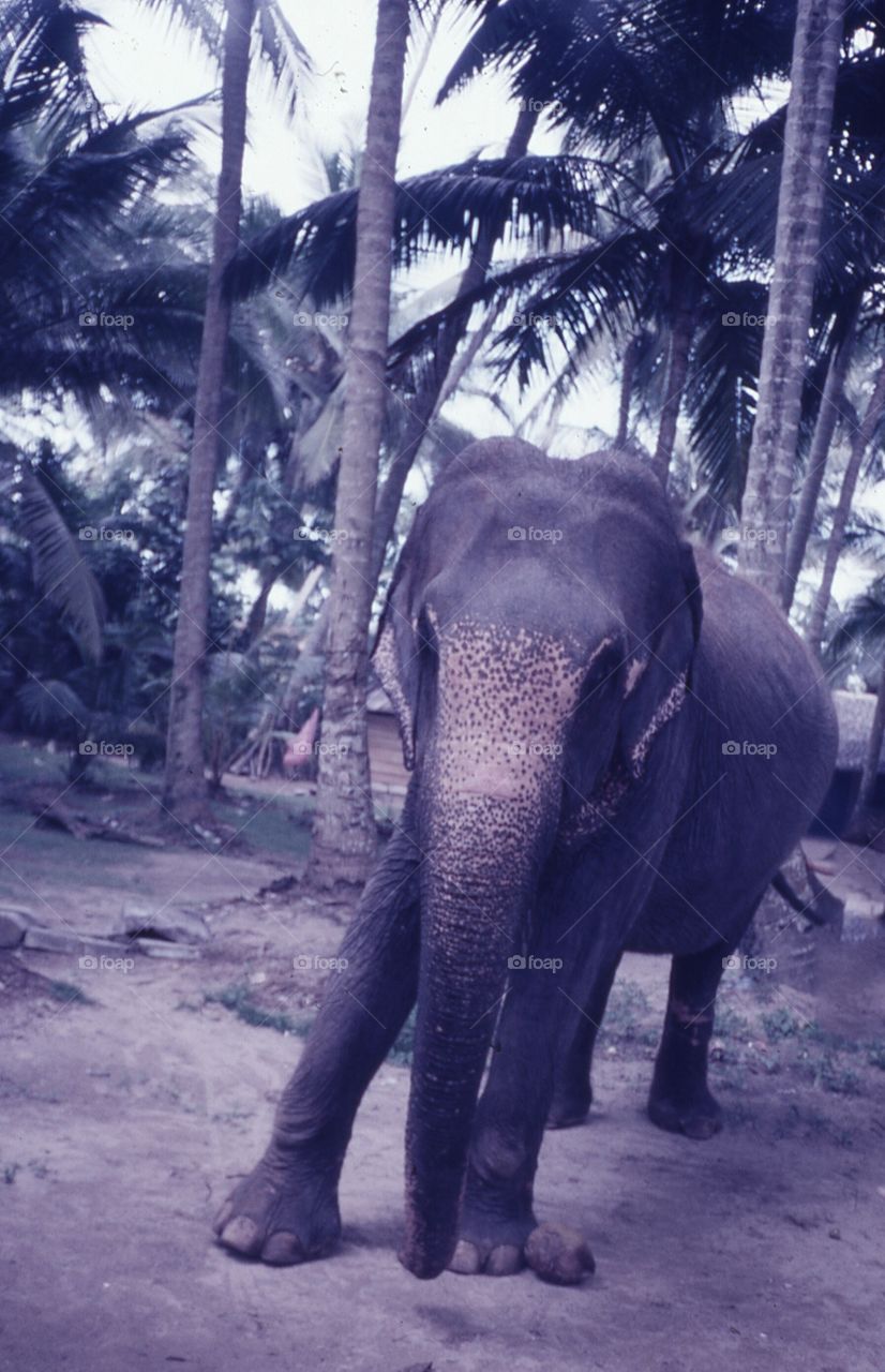 Elephant on the street of Sri Lanka