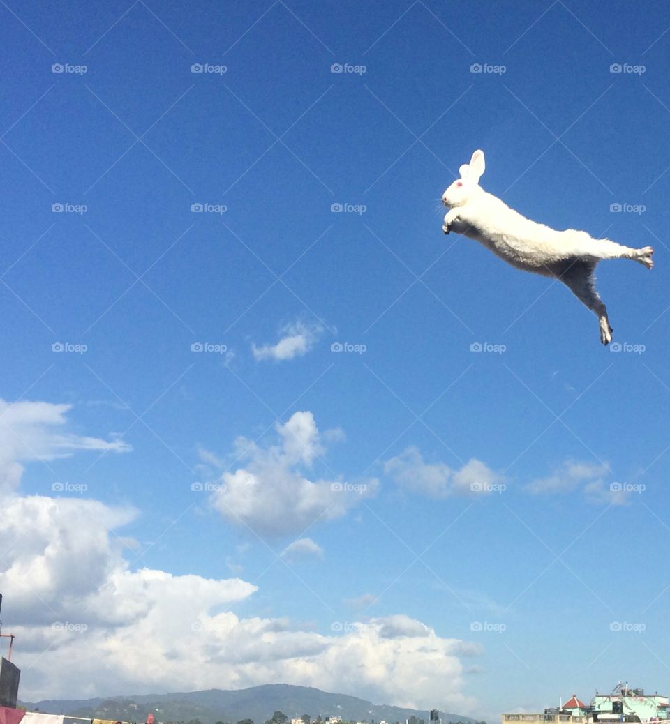 flying rabbit 🐰
do you wanna catch it