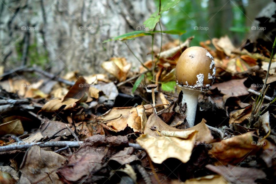 Brown mushroom in a forest