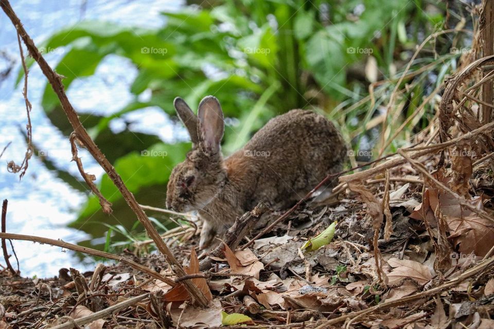 A wild rabbit in a wooded part of the city of Madrid