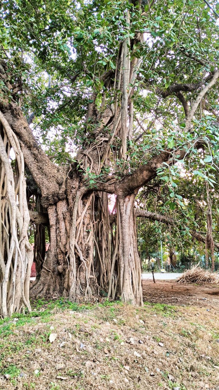 Anicent fig tree