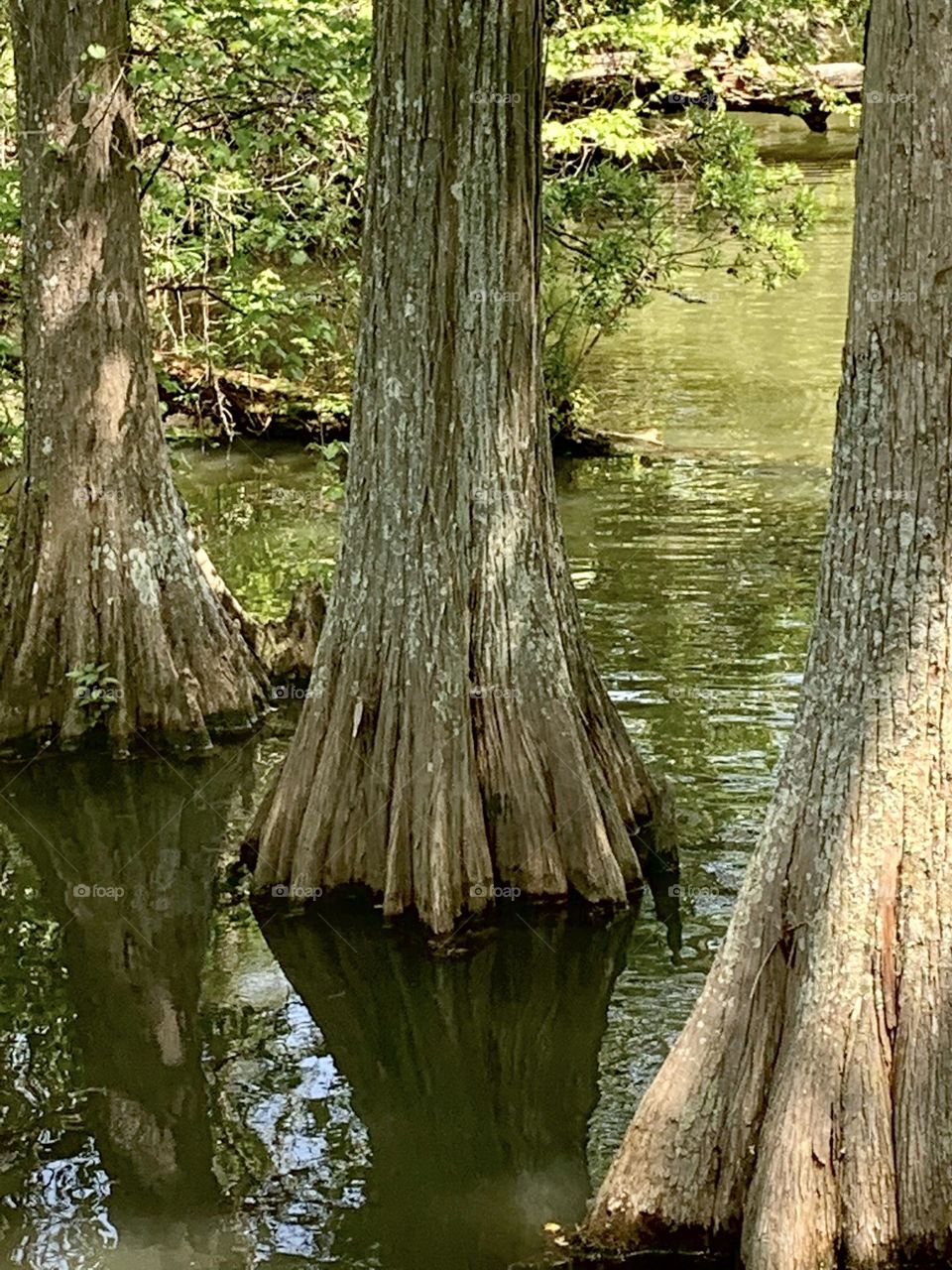 Cypress swamp 