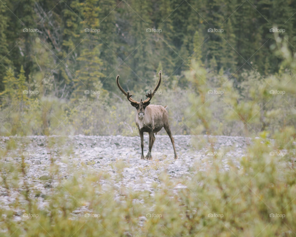 Single Caribou looking for food in the forest.