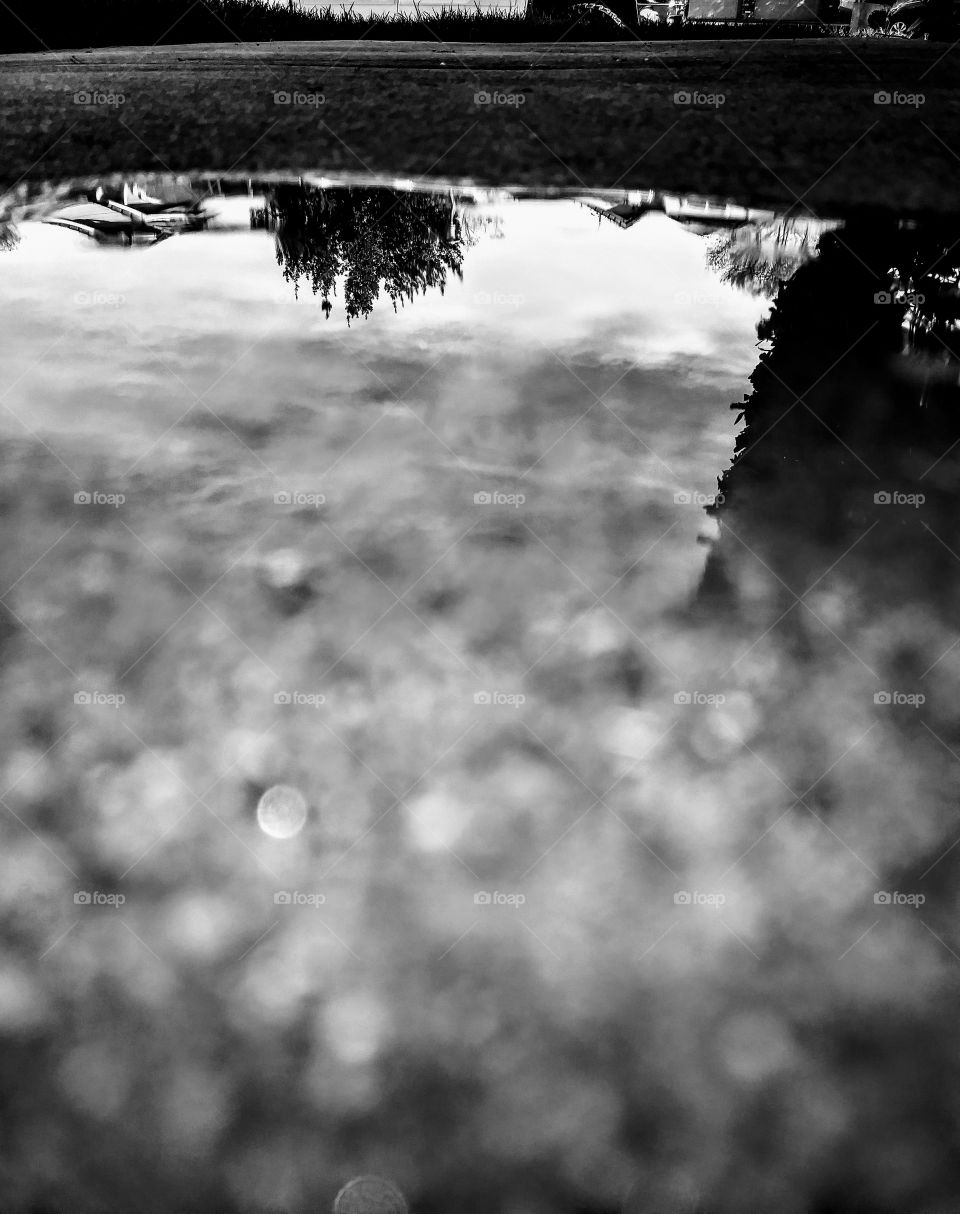 close up og puddle with tree in reflection. in black and white