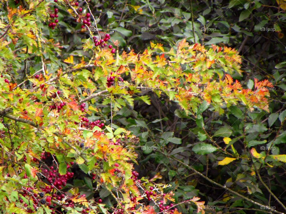 autumn foliage