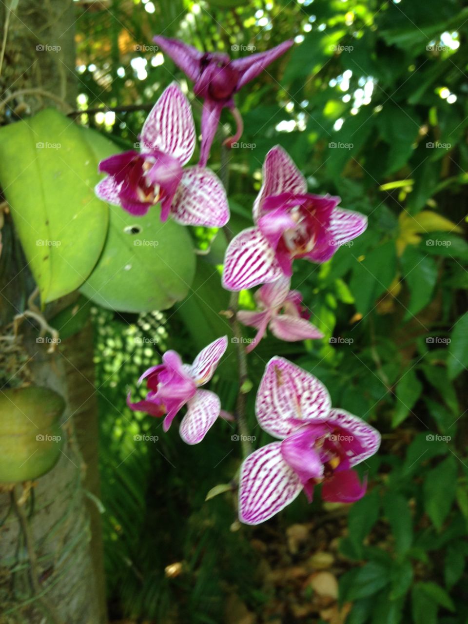 Orchids
