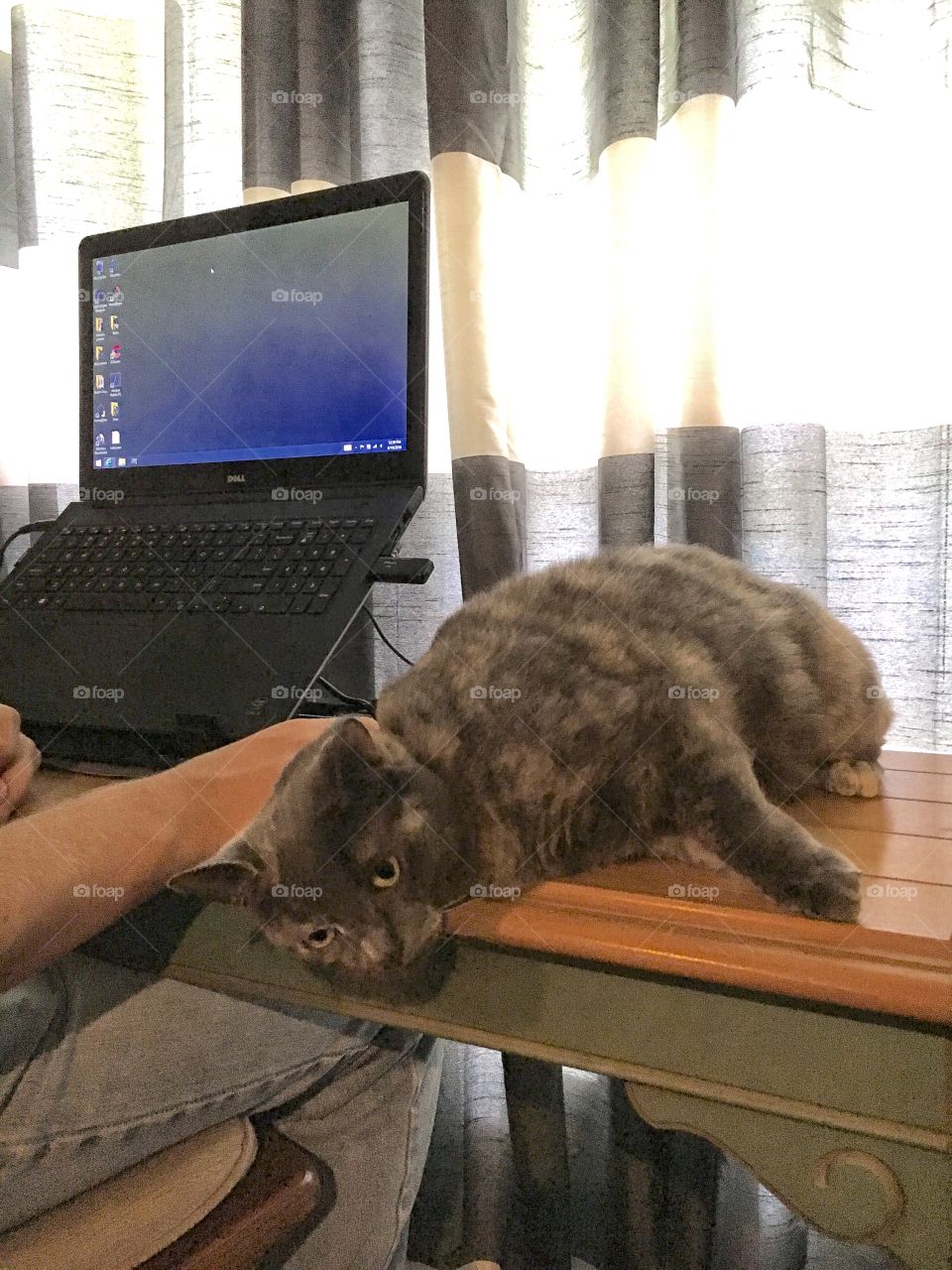 Cat on the desk next to the laptop. 