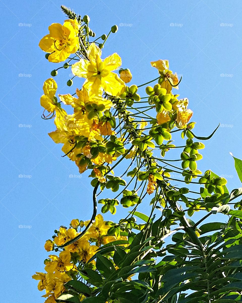 Yellow flowers against a blue sky!