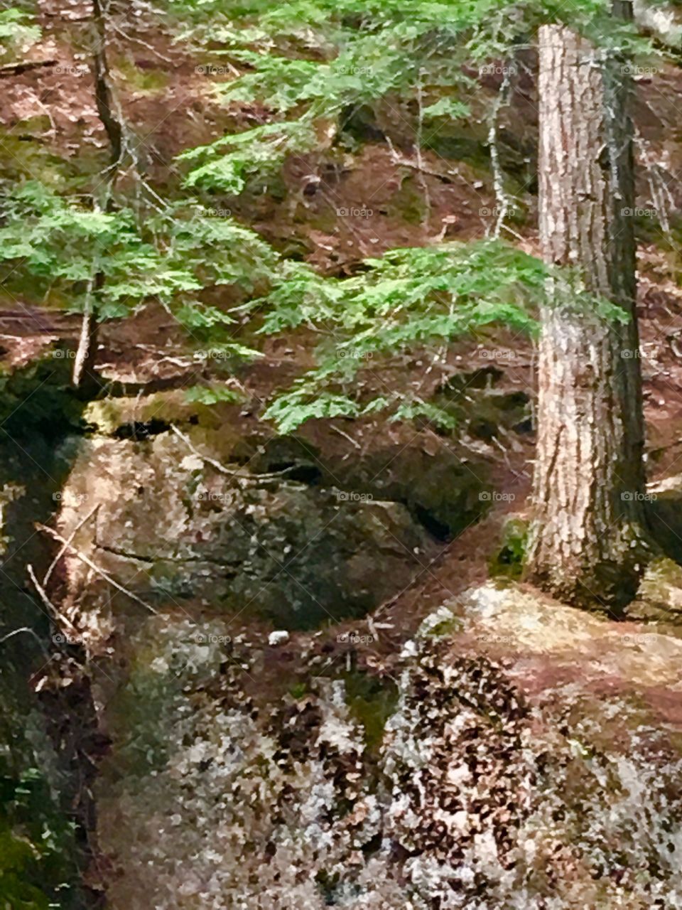 Trees growing between rocks 