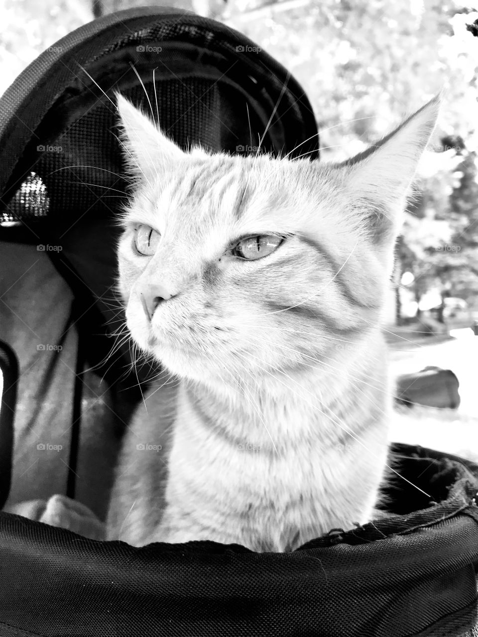 Black and white photo of darling tabby cat sitting in his stroller with a blanket on a beautiful summer day. 