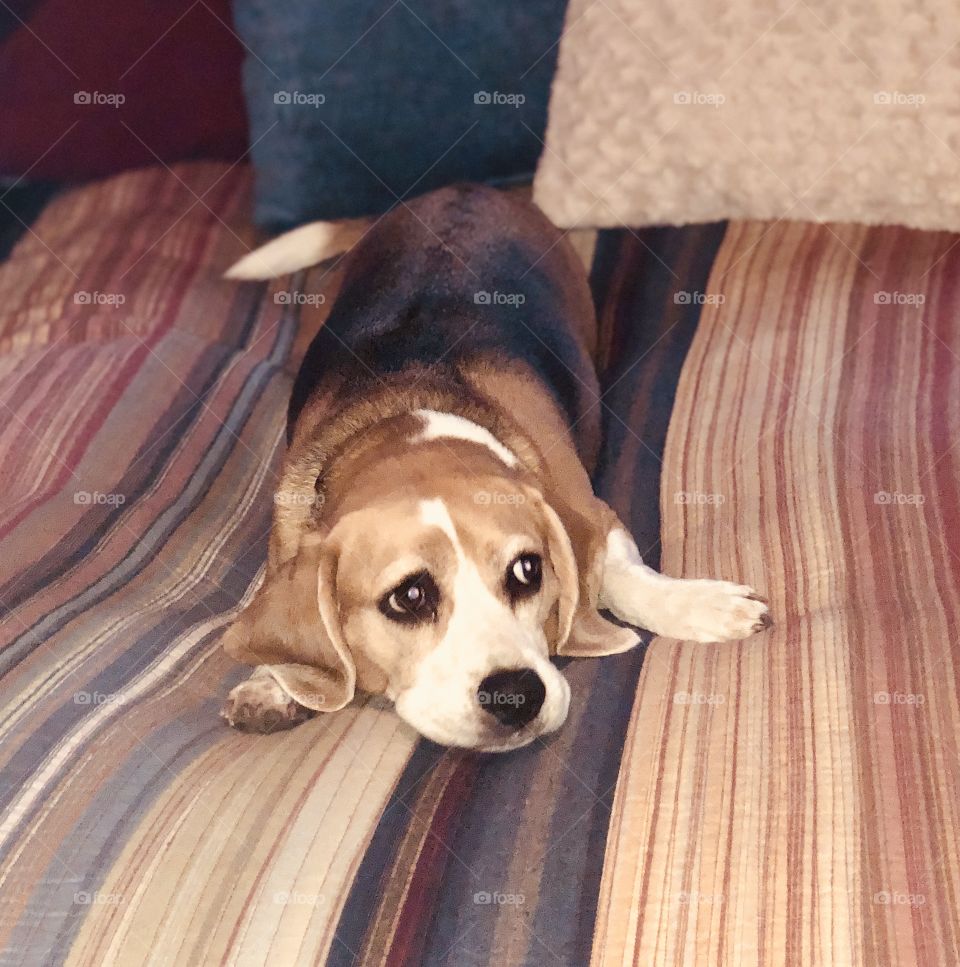 Lucy the beagle