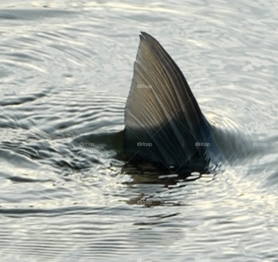fun lake fish tail by lightanddrawing