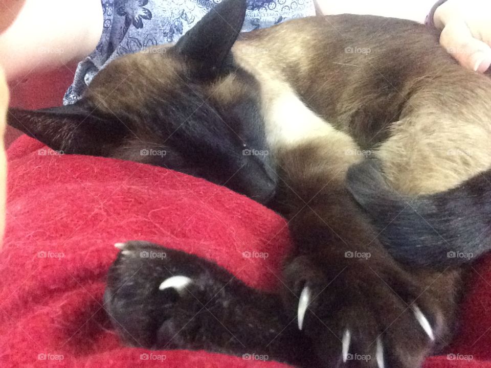 Siamese seal point sleeping cat nap closeup  paws claws