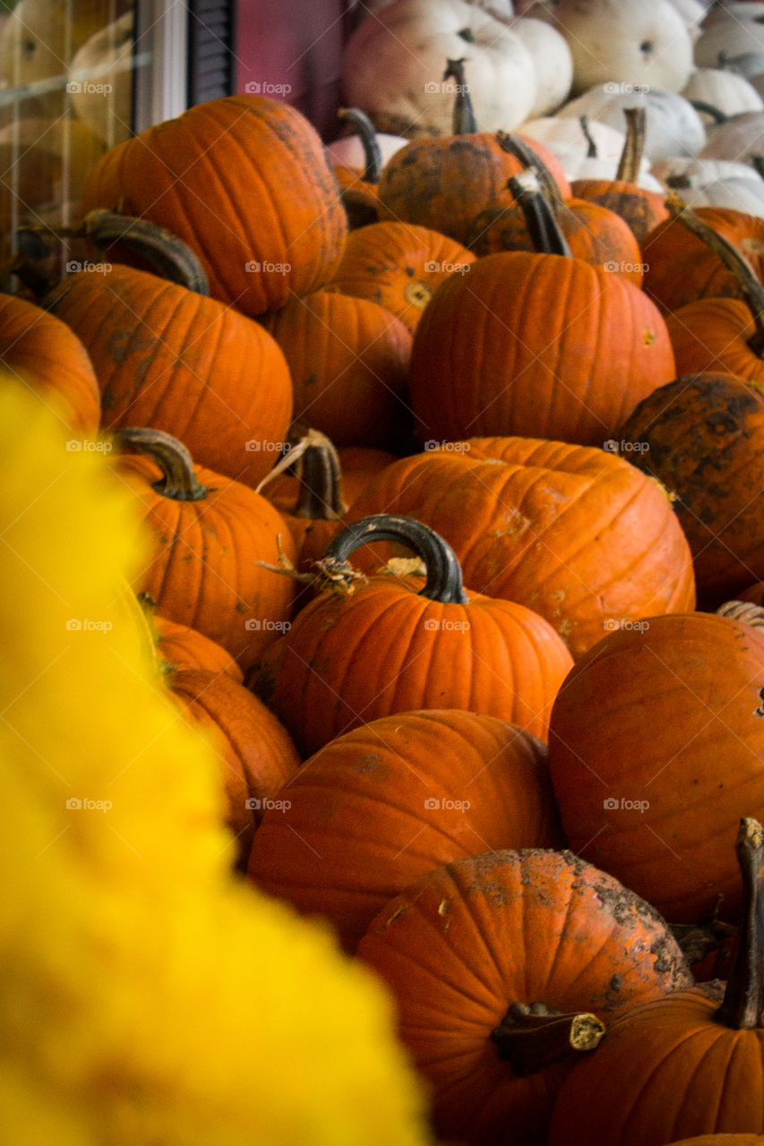 Pumpkins Galore!!!