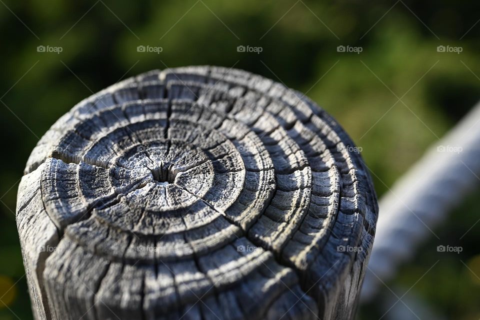 circles on wood
