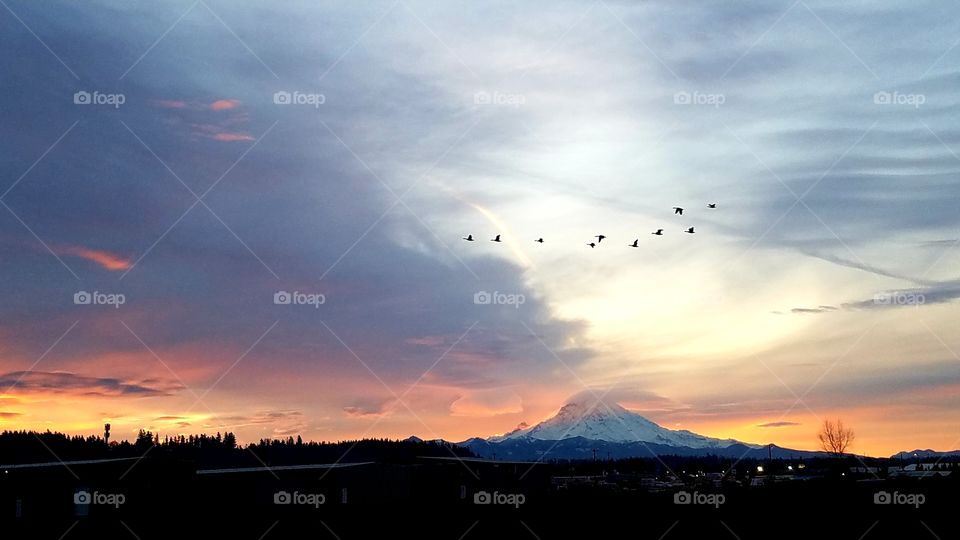 birds flying during sunrise
