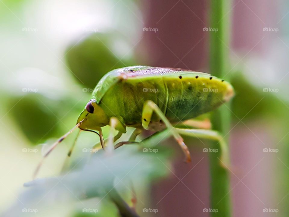 a green shield bug spotted on a vine plant...