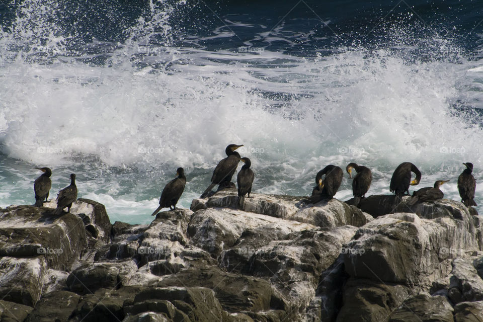 Cormorants