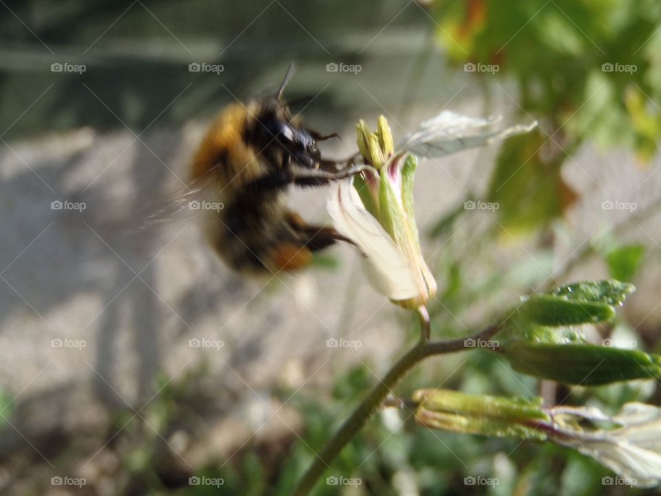 Bumble in motion near late rocket 