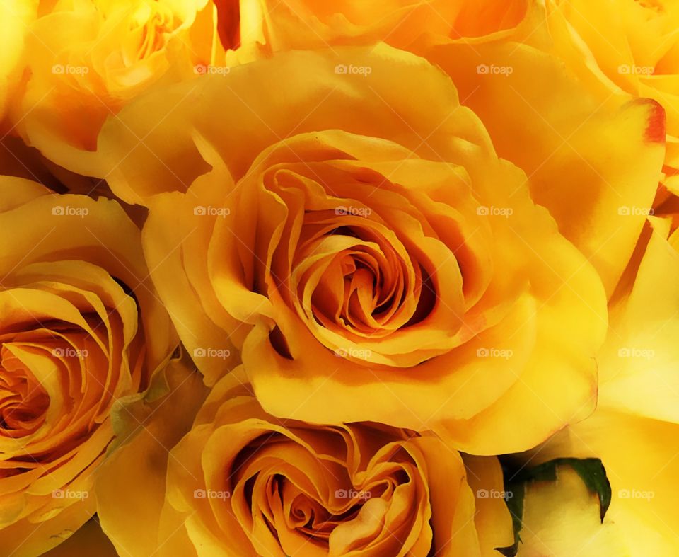 Yellow roses