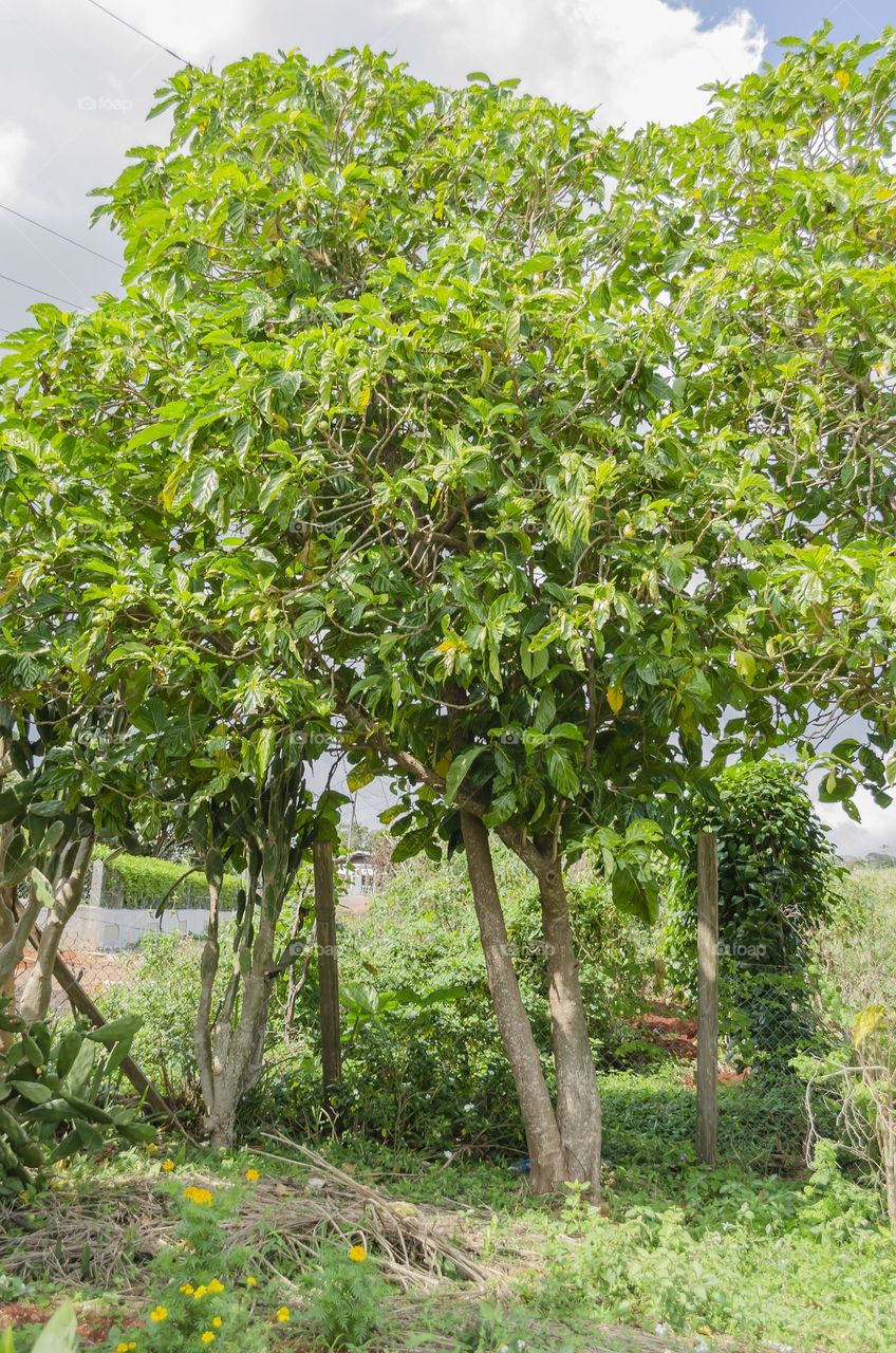 Noni Trees