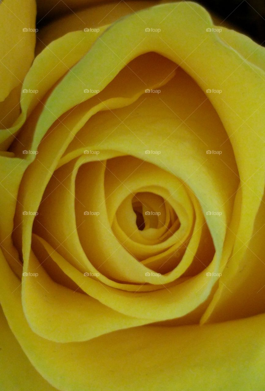 pastel yellow  rose