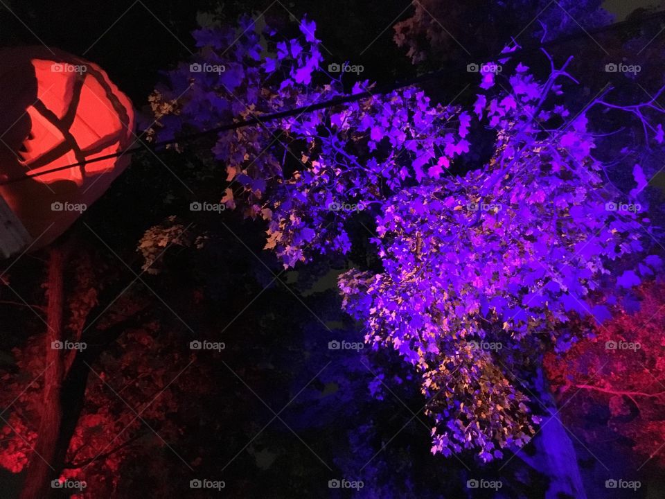 Leaves in purple light 