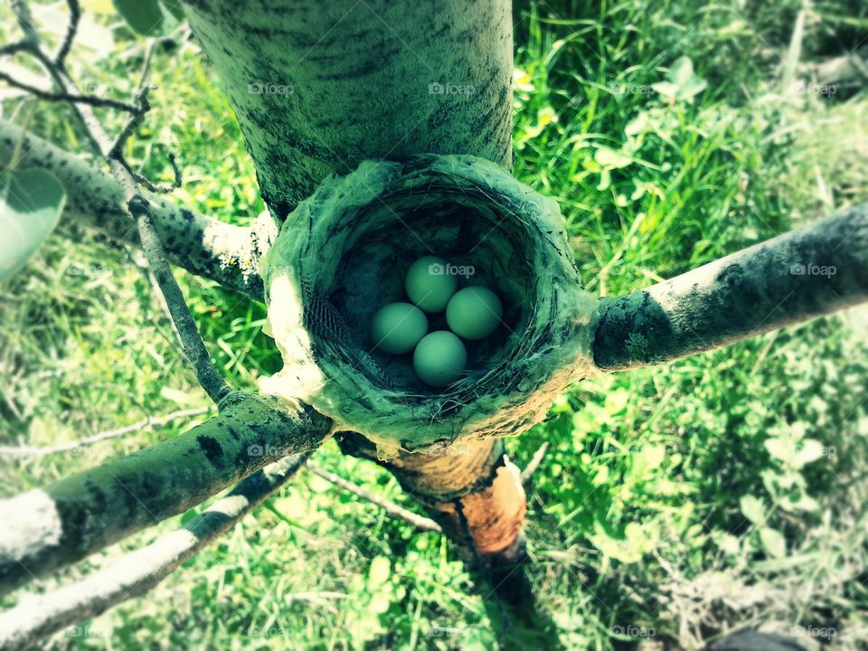 Alder Flychater nest and eggs 