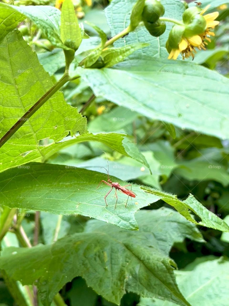 A bug on the plants 