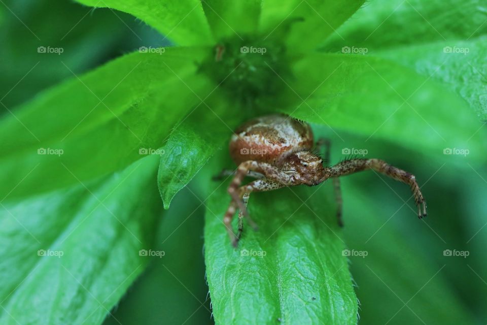 Spider