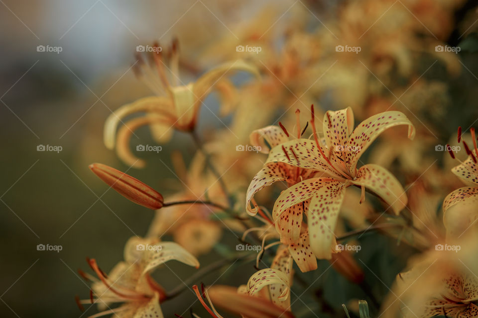 Yellow lilies at cloudy day