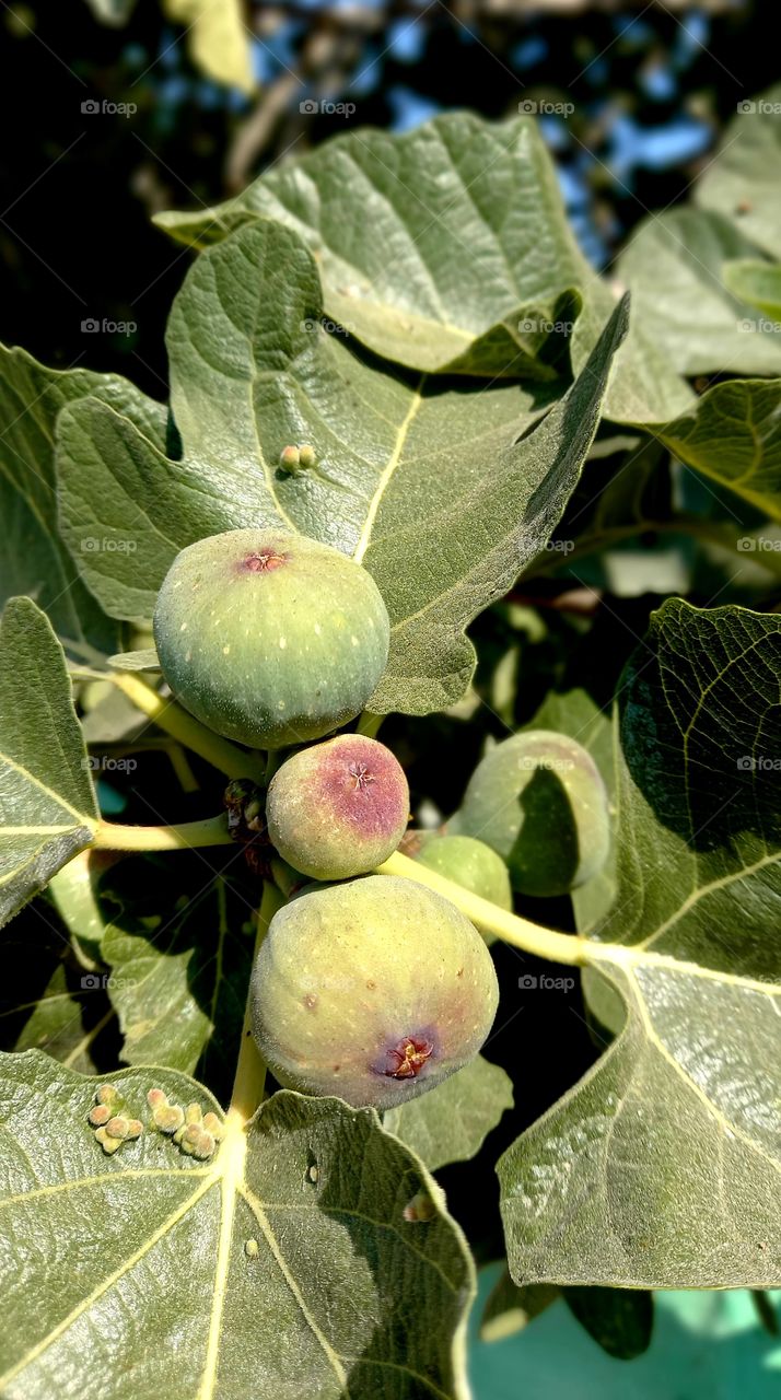Fig tree