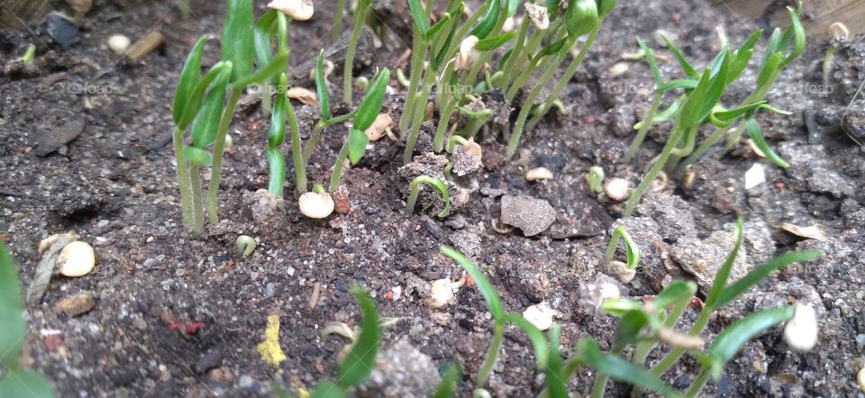 Chili plants are shrubs that have a spicy taste, which is due to the content of capsaicin.