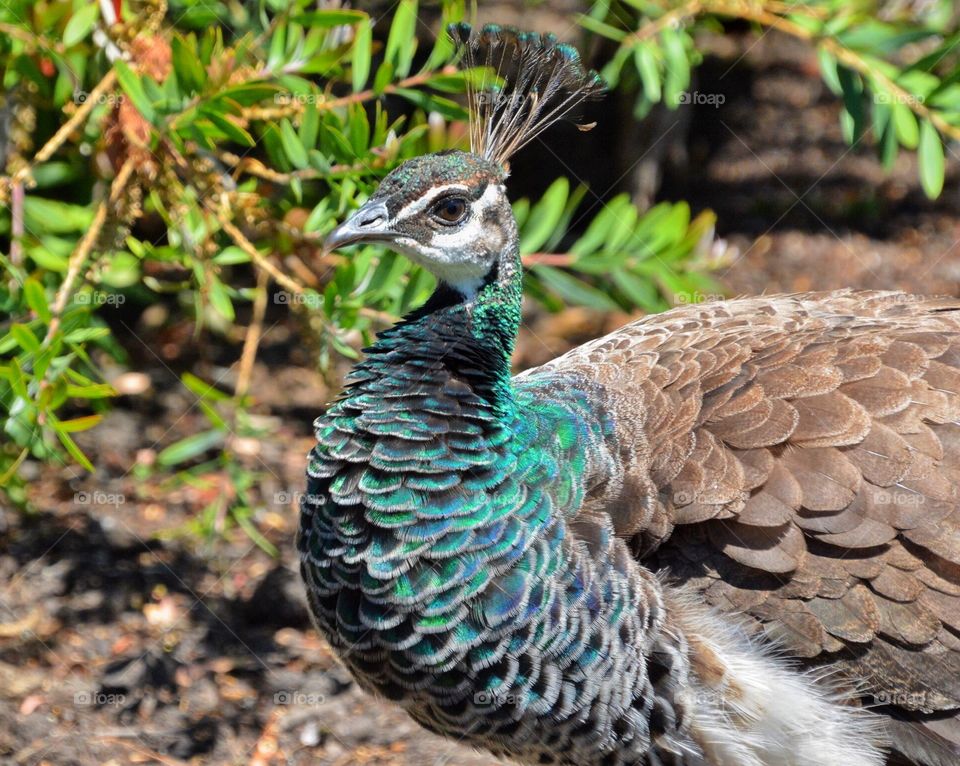 Peahen