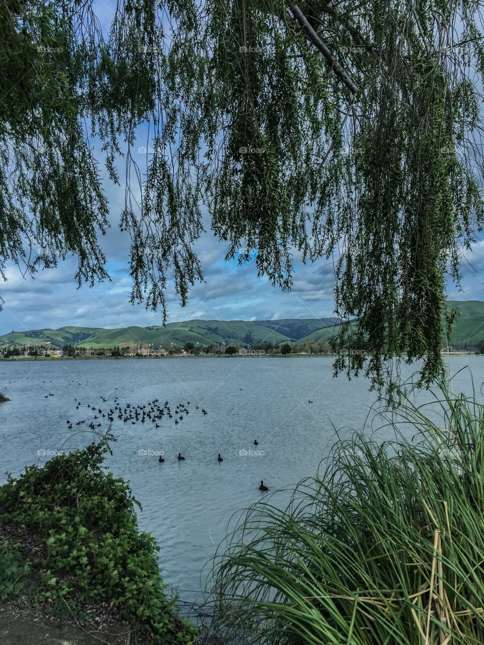 Fremont Central Park, Lake Elizabeth 