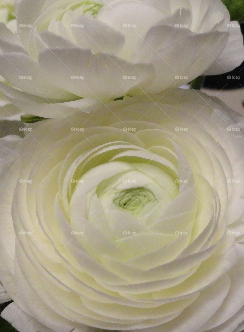 White flowers 2