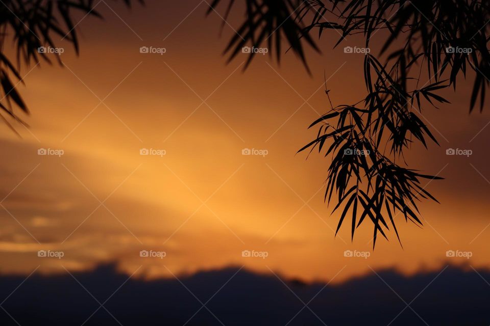 Silhouette of bamboo leaves with beautiful calming sunset