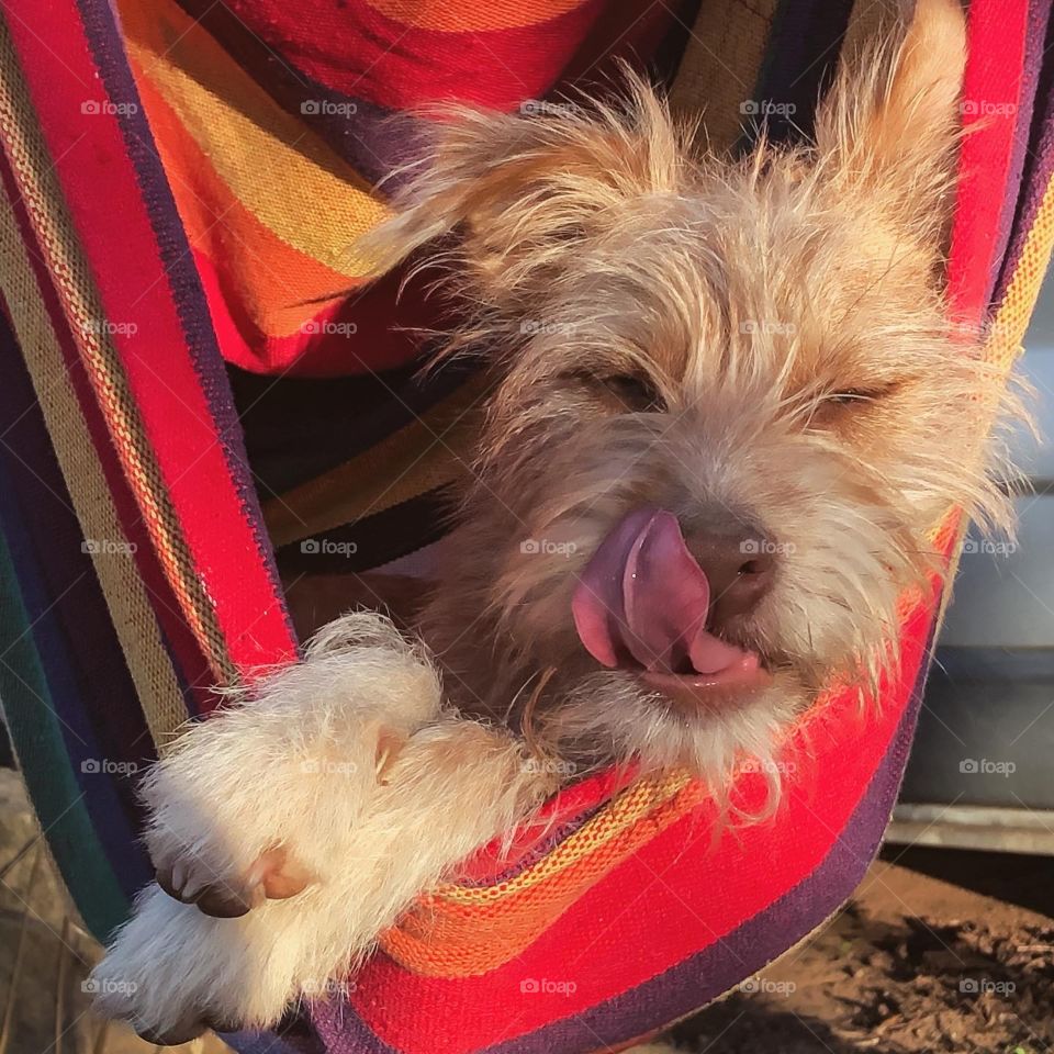 A puppy licks her lips whilst chilling out in a hammock 