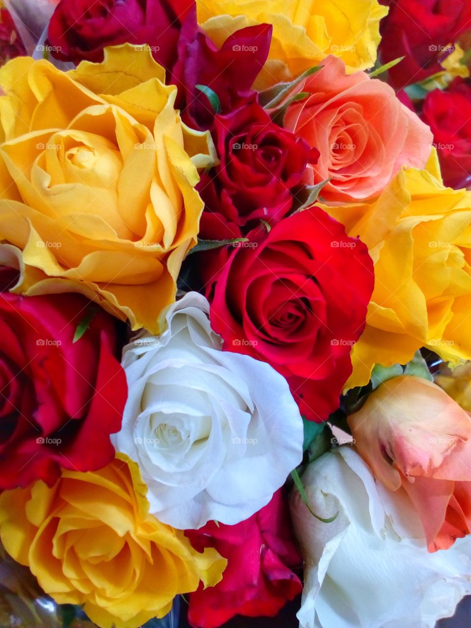 background and beautiful rose colors